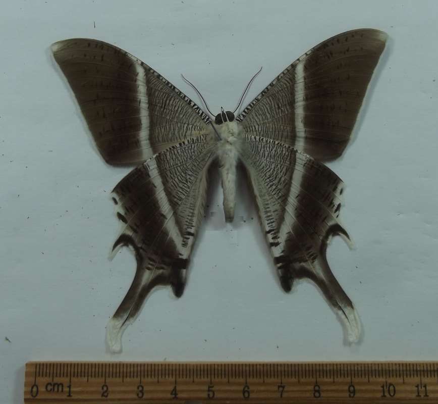 Male - Ventral View<br>(Origin of the Specimen: Mt. Bawang, Borneo, June 2011)