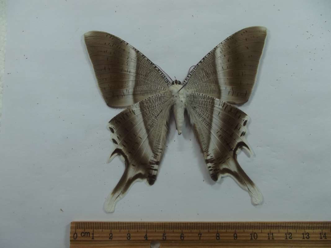 Male - Ventral View<br>(Origin of the Specimen: Borneo, June 2011)