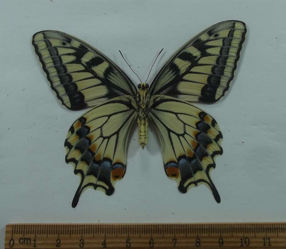 Giant Female - Ventral View<br>(Origin of the Specimen: Johnson Pass, June 2016)