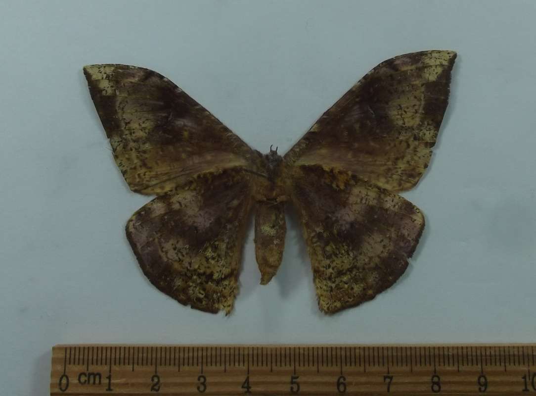 Female - Ventral View<br>(Origin of the Specimen: Cameroon, July 2003)