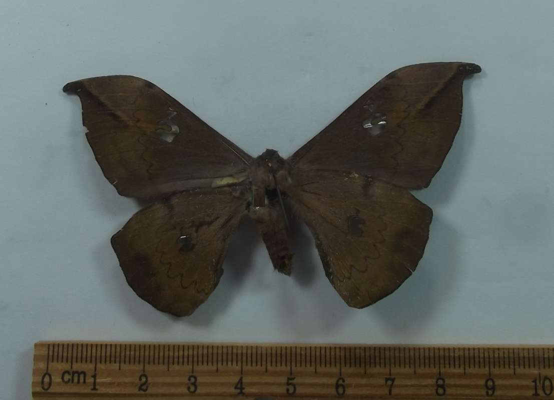 Female - Vetnral<br>(Origin of the Specimen: Zambia, Aug. 1989)