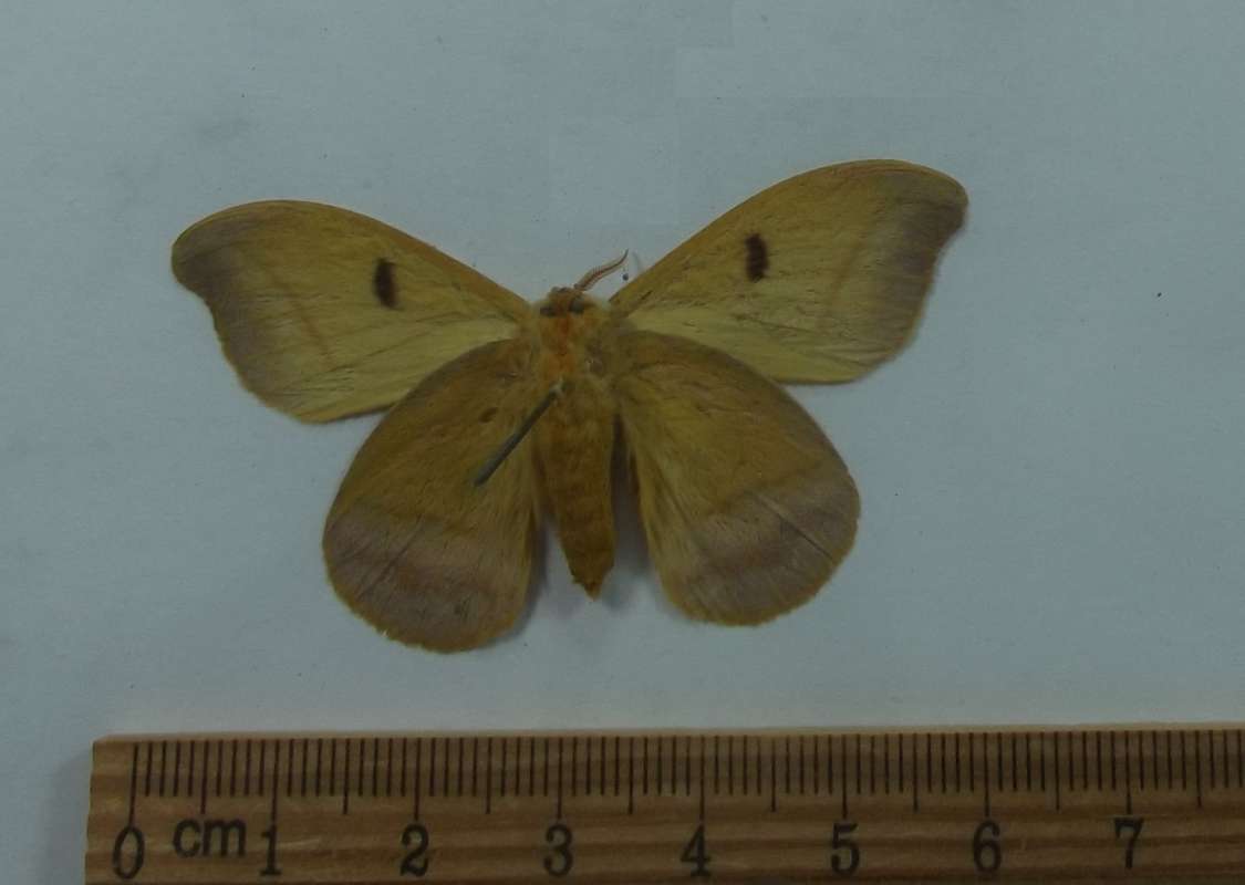 Male - Vental View<br>(Origin of the Specimen: Brazil)