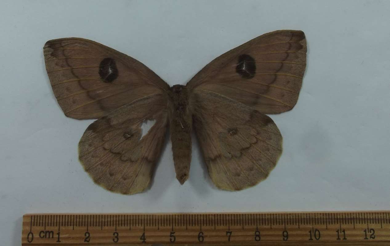 Female - Ventral View<br>(Origin of the Specimen: Mexico, July 2009)