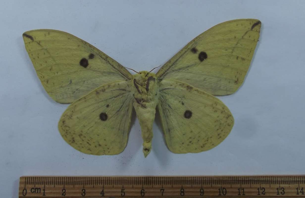 Female - Ventral View<br>(Origin of the Specimen: Roaring Creek, Belize, July 2017)
