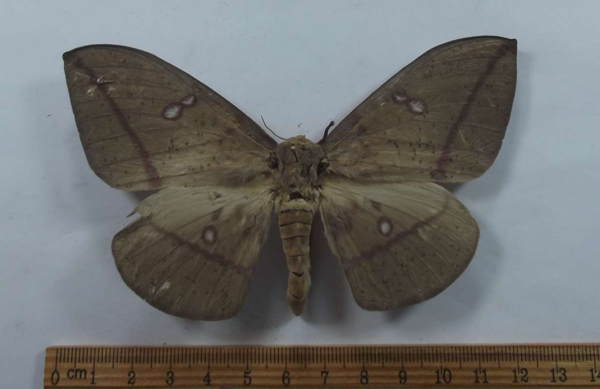 Female - Dorsal View - Brown<br>(Origin of the Specimen: Roaring Creek, Belize, July 2017)