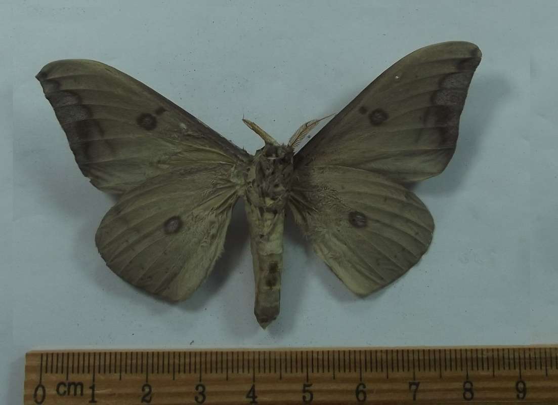 Male - Ventral View - Gray Form<br>(Origin of the Specimen: Roaring Creek, Belize, July 2017)