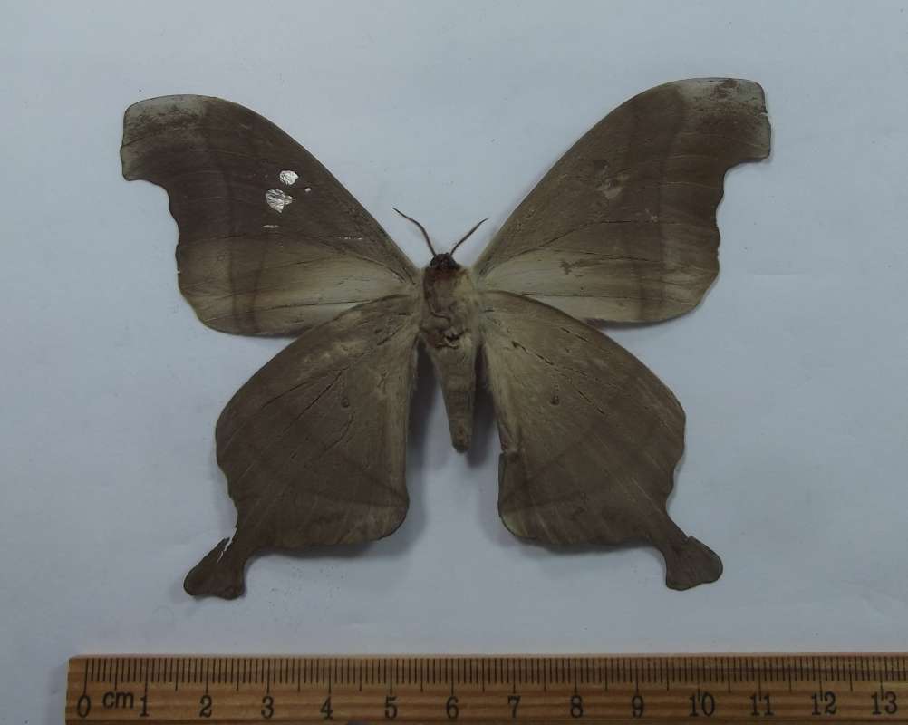 Male - Ventral View<br>(Origin of the Specimen: Roaring Creek, Belize, June 2017)