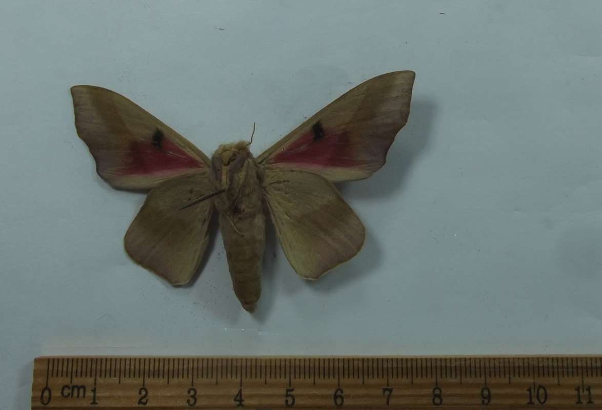 Male - Ventral View<br>(Origin of the Specimen: Roaring Creek, Belize, June 2017)