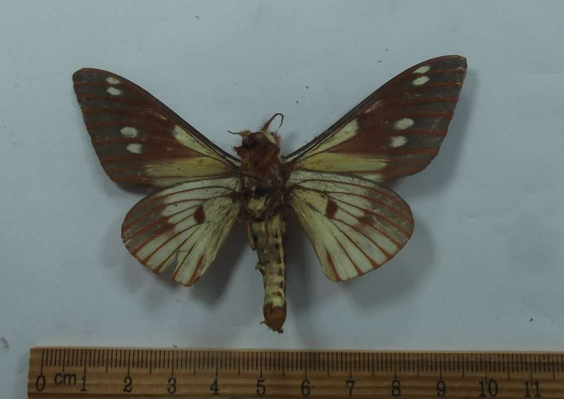 Male - Ventral View<br>(Origin of the Specimen: Roaring Creek, Belize, June 2017)