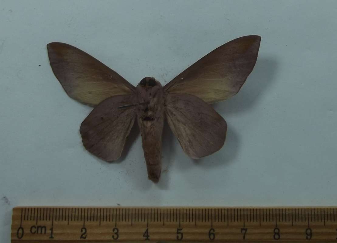 Male - Ventral View<br>(Origin of the Specimen: Roaring Creek, Belize, June 2017)