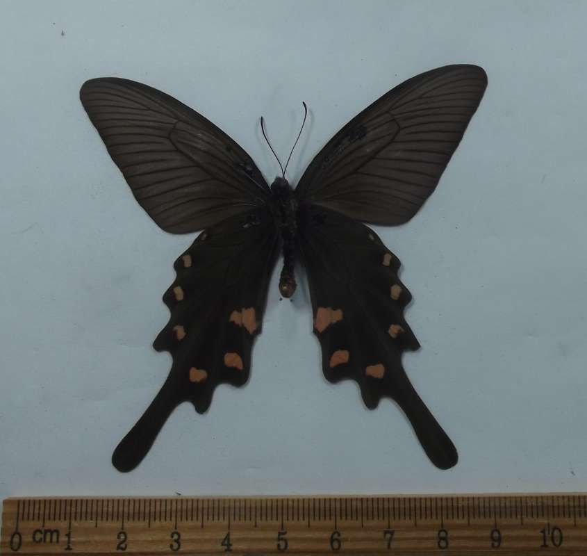 Male - Ventral View<br>(Origin of the Specimen: Japan, Aug. 1999)