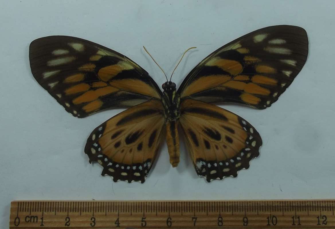 Female - Ventral View<br>(Origin of the Specimen: Peru, Aug 2004)