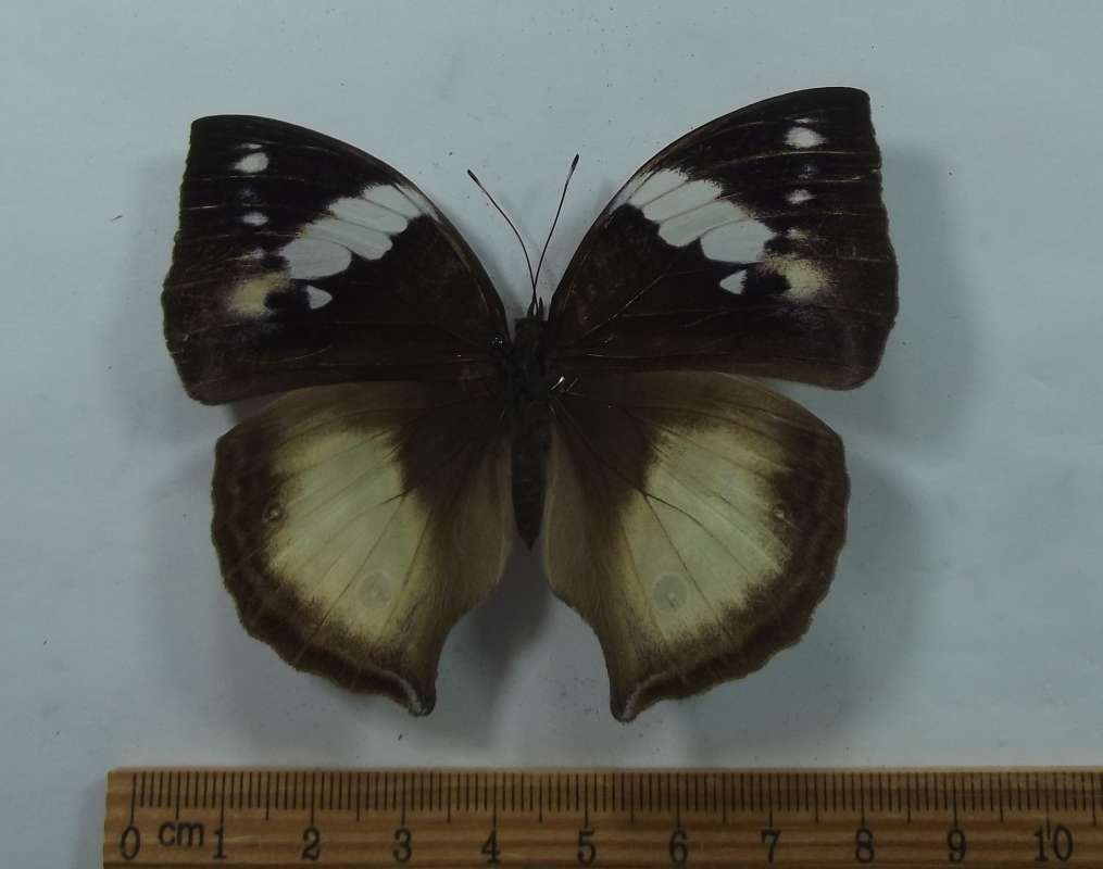 Female - Dorsal View<br>(Origin of the Specimen: Uganda, April 1977)