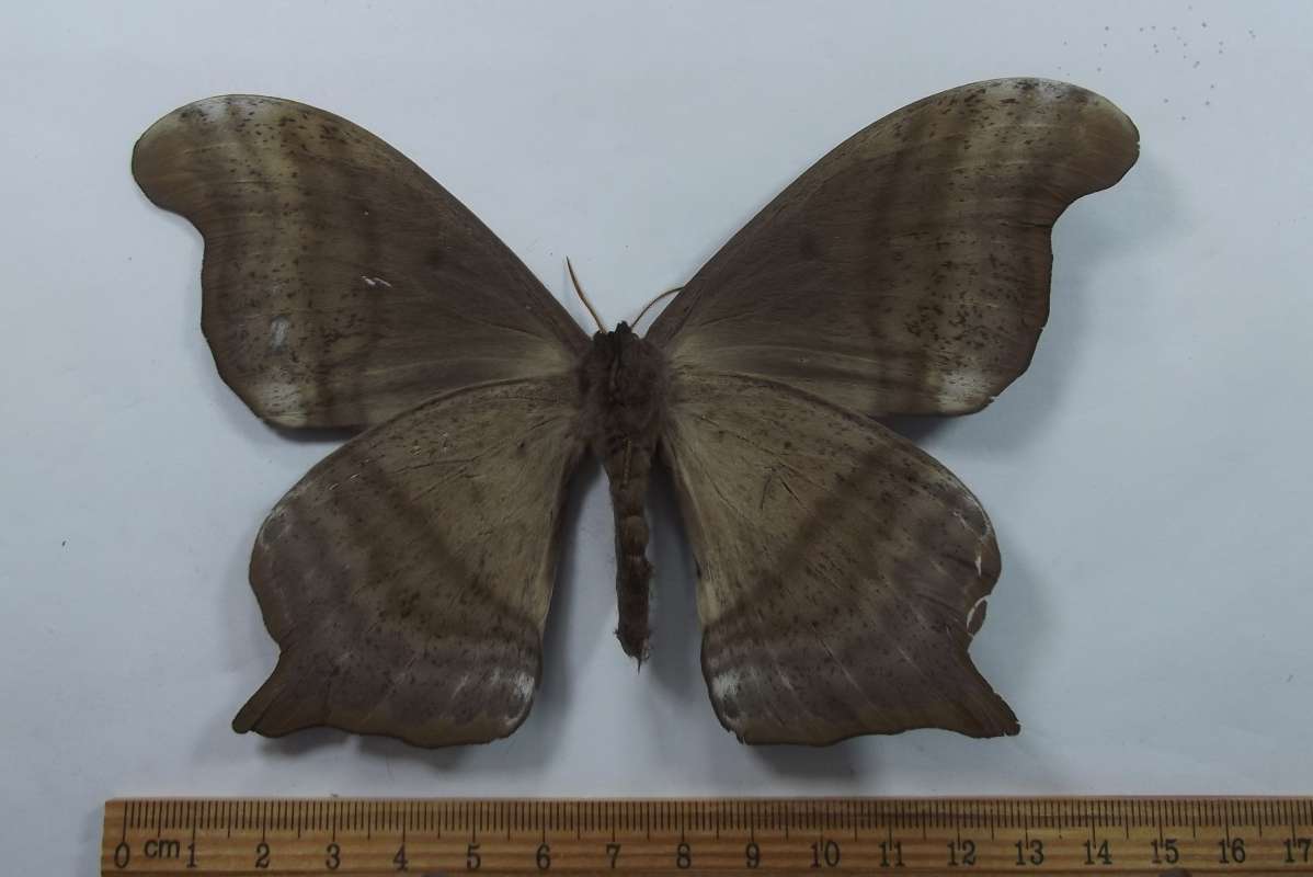 Male - Vental View<br>(Origin of the Specimen: Roaring Creek, Belize, July 2017)