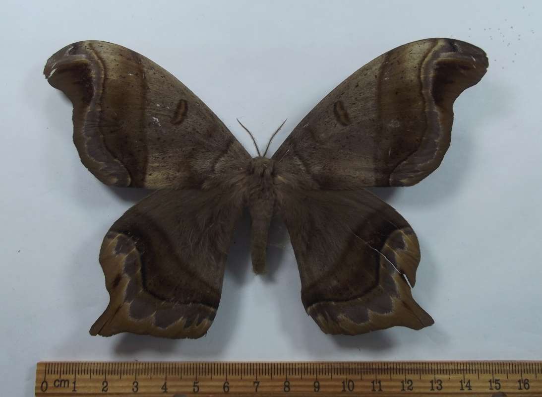 Female - Dorsal View<br>(Origin of the Specimen: Roaring Creek, Belize, July 2017)