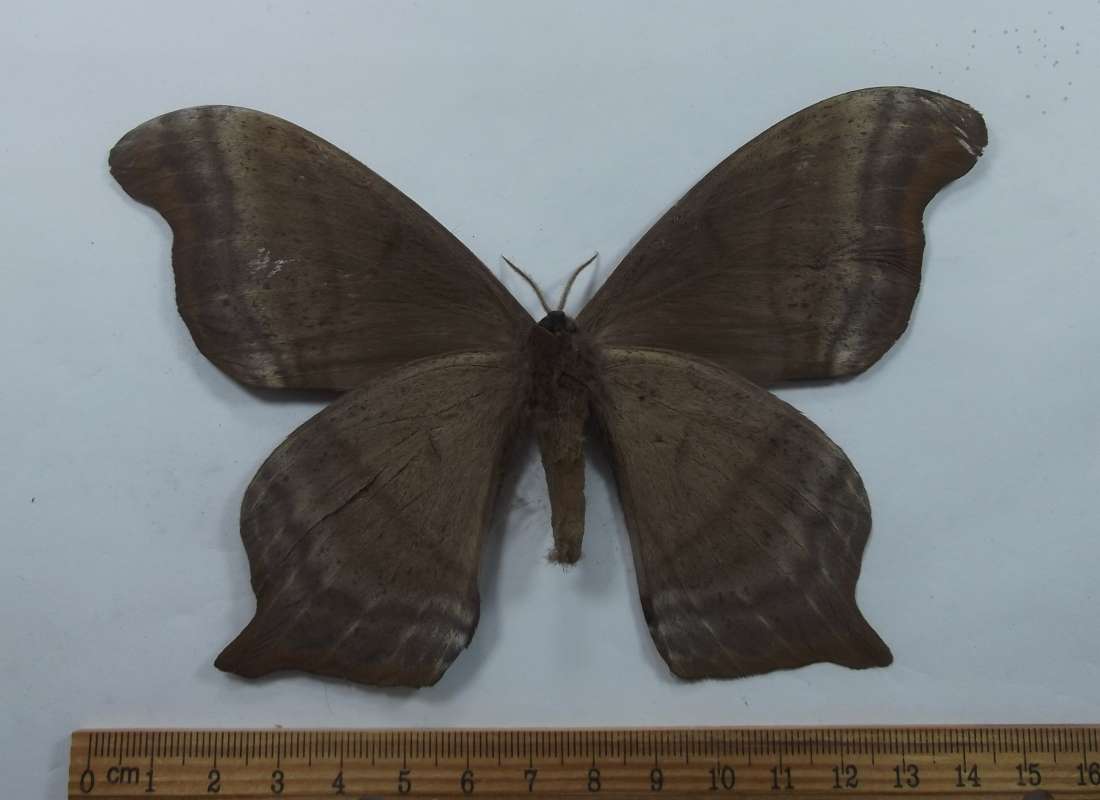 Female - Ventral View<br>(Origin of the Specimen: Roaring Creek, Belize, July 2017)