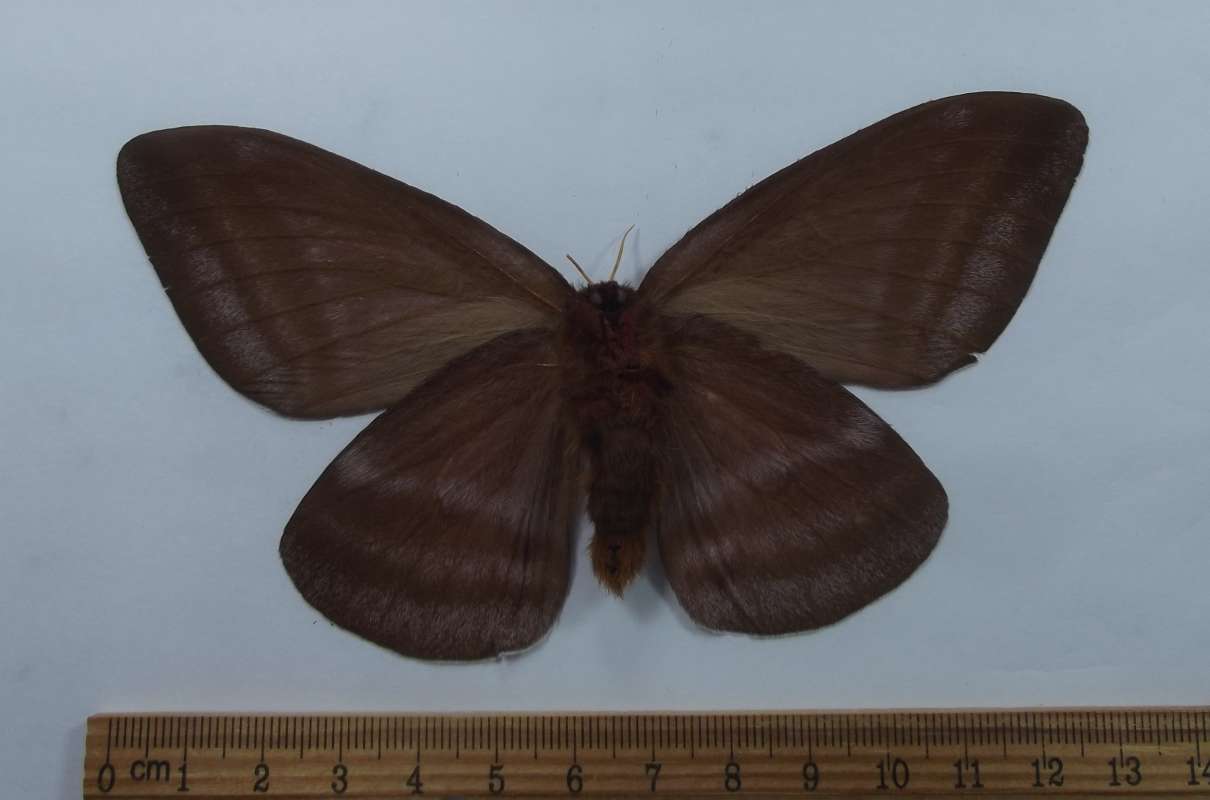 Female - Ventral View<br>(Origin of the Specimen: San Martin, Peru. April 2007)