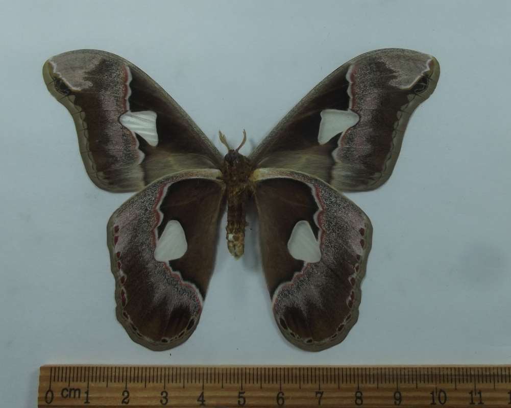 Male - Ventral View<br>(Origin of the Specimen: Brazil, March 1977)