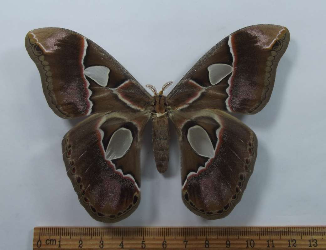 Femael -Dorsal View<br>(Origin of the Specimen: Brazil, March 1977)