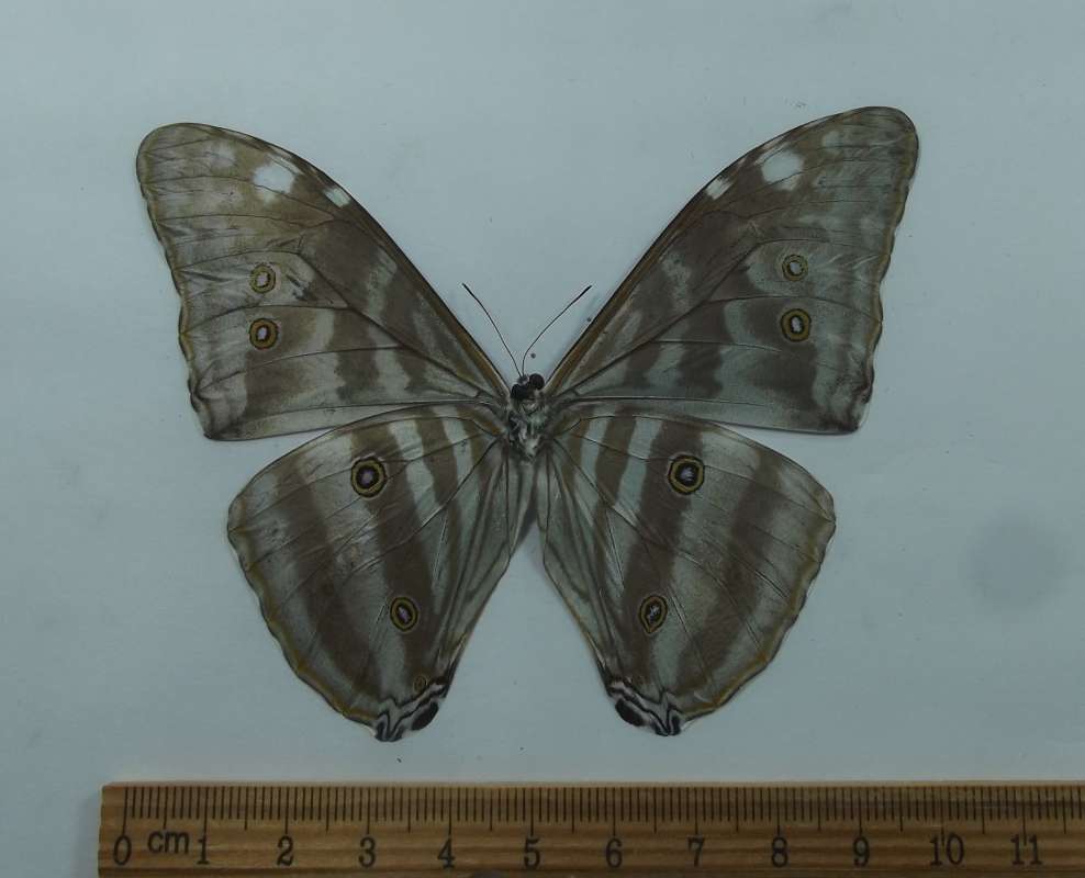 Male - Ventral View<br>(Origin of the Specimen: Guyana, March 2015)