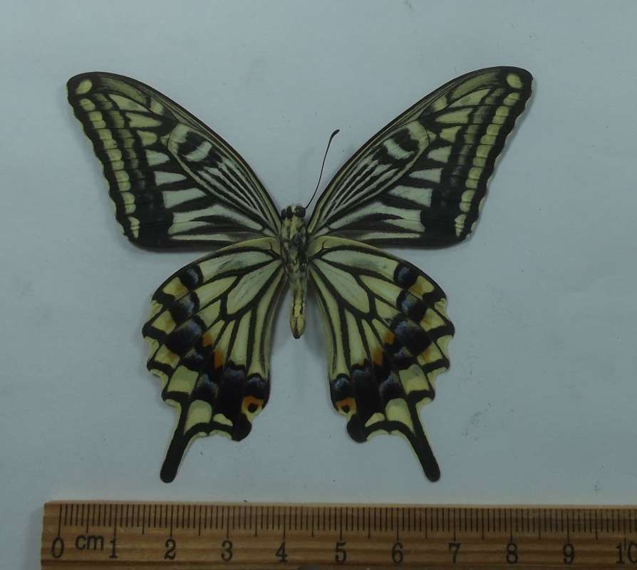 Male - Velntral View<br>(Origin of the Specimen: South Korea, June 1989)