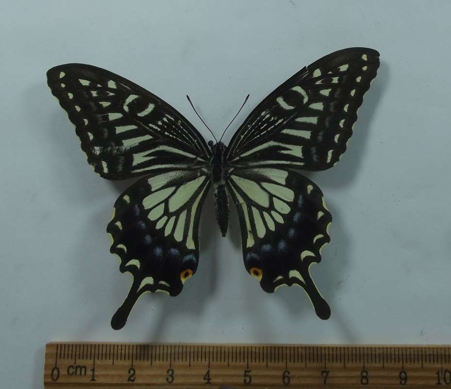 Female - Dorsal View<br>(Origin of the Specimen: South Korea, June 1989)