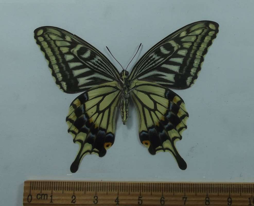 Female - Ventral View<br>(Origin of the Specimen: South Korea, June 1989)