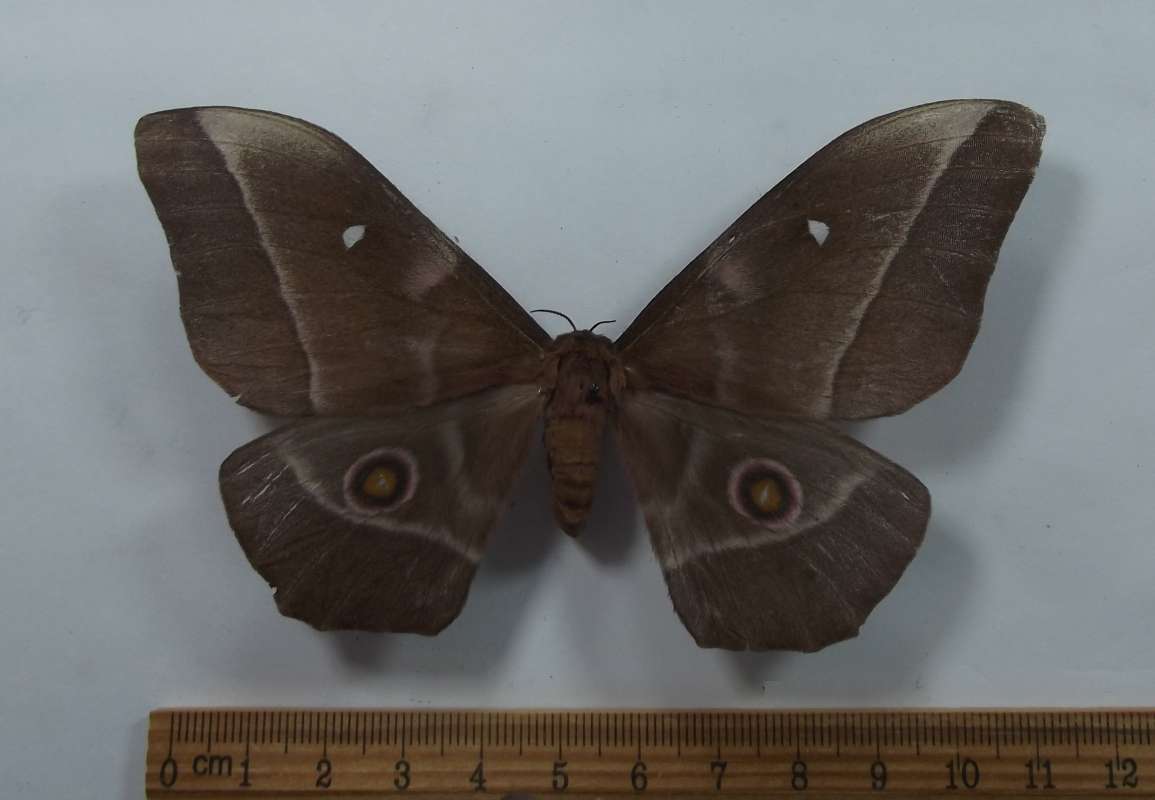 Female - Dorsal View<br>(Origin of the Specimen: Gabon, SE Africa)