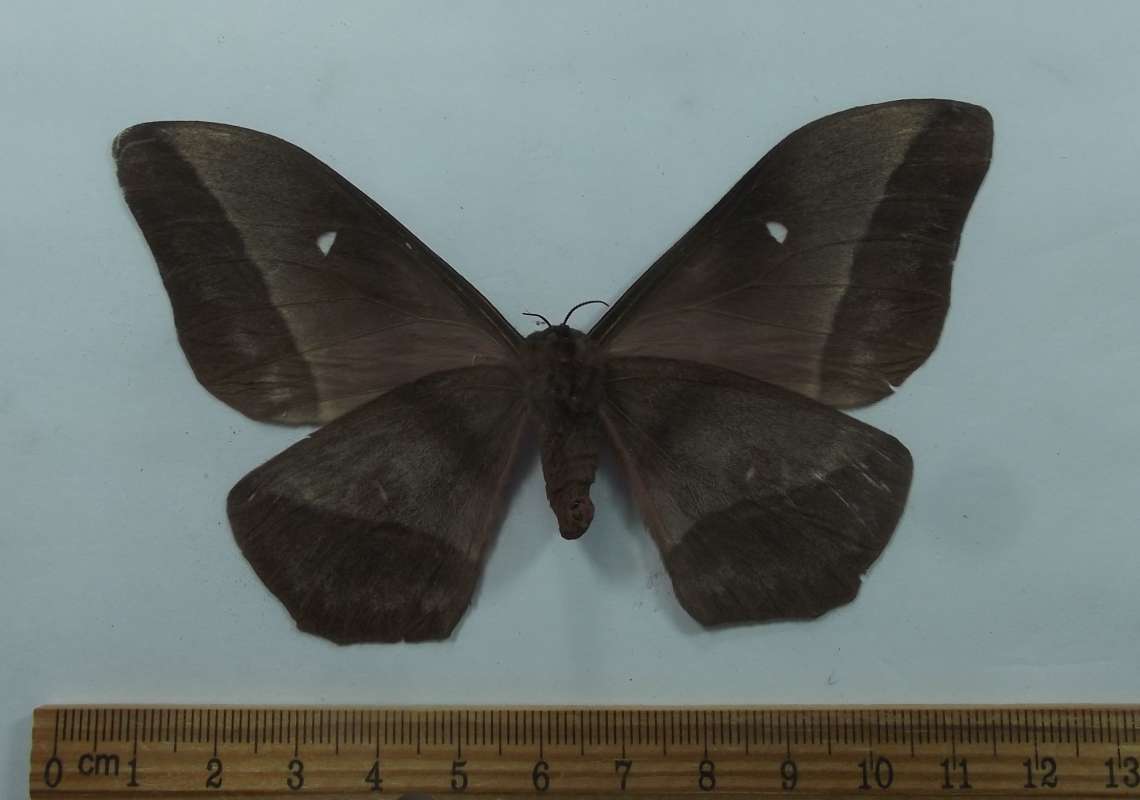 Female - Ventral View<br>(Origin of the Specimen: Gabon, SE Africa)