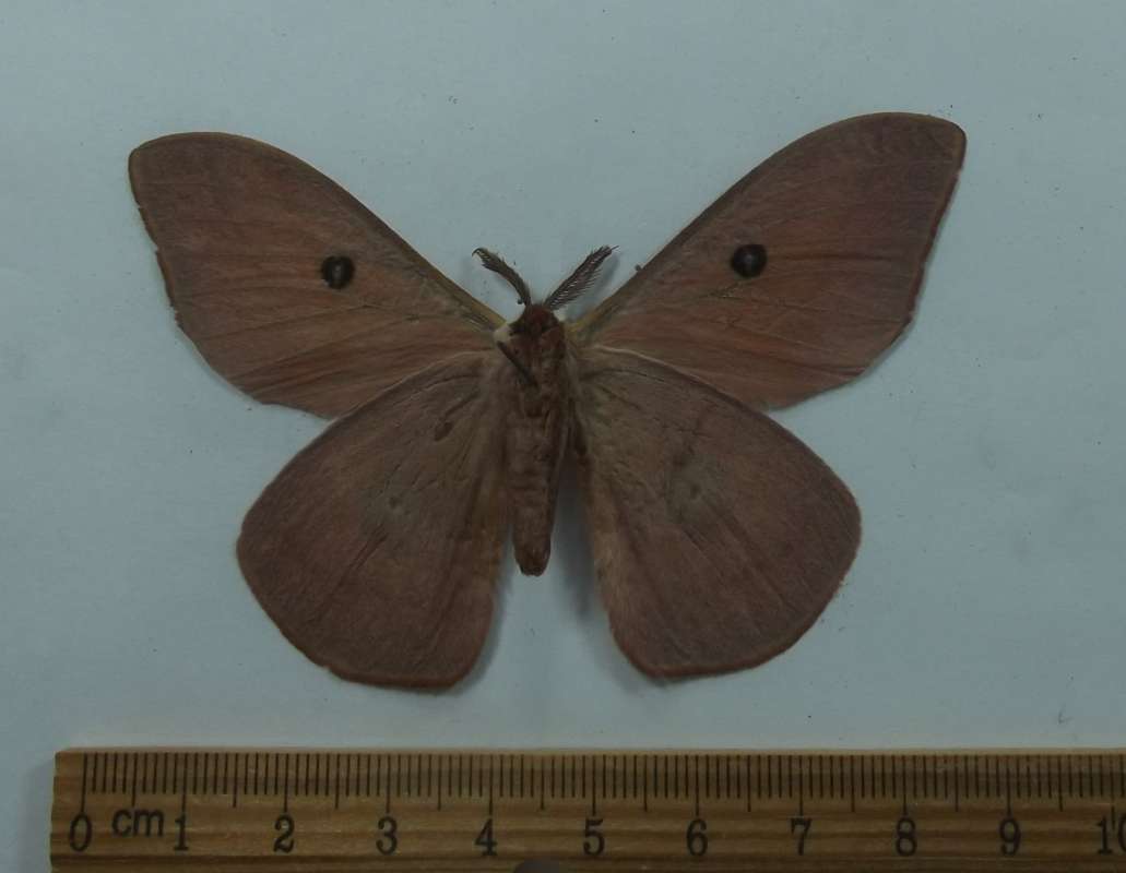 Male - Ventral View<br>(Origin of the Specimen: Niger, Aug, 1989)