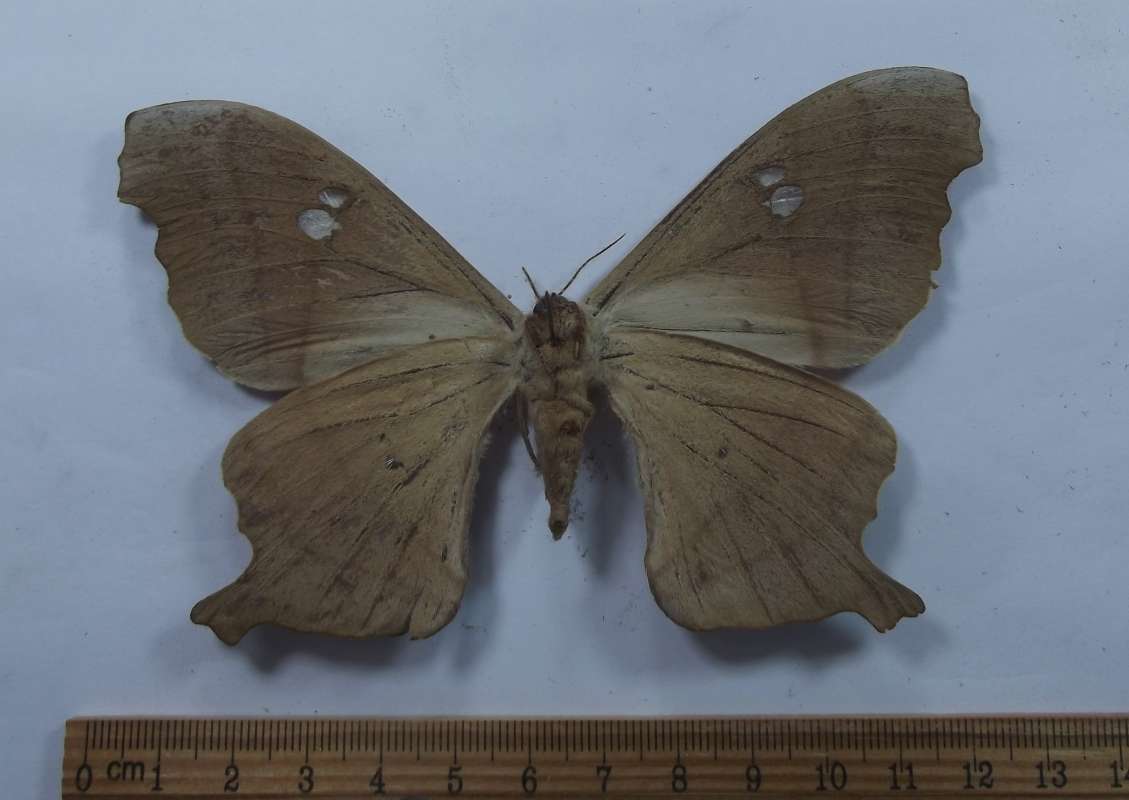 Female - Ventral View<br>(Origin of the Specimen: Roaring Creek, Belize, June 2017)