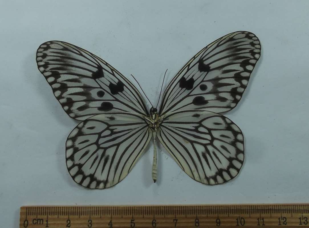 Male - Ventral View<br>(Origin of the Specimen: Taliabu Isle, Sept 1991)