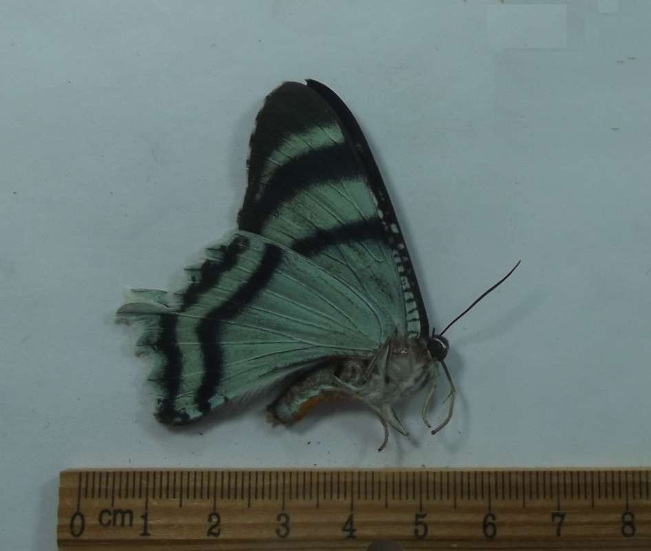Male - Ventral View<br>(Origin of the Specimen: Timika, Irian Jaya, April 2009)