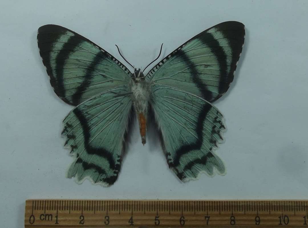 Female - Ventral View<br>(Origin of the Specimen: Timika, Irian Jaya, April 2009)