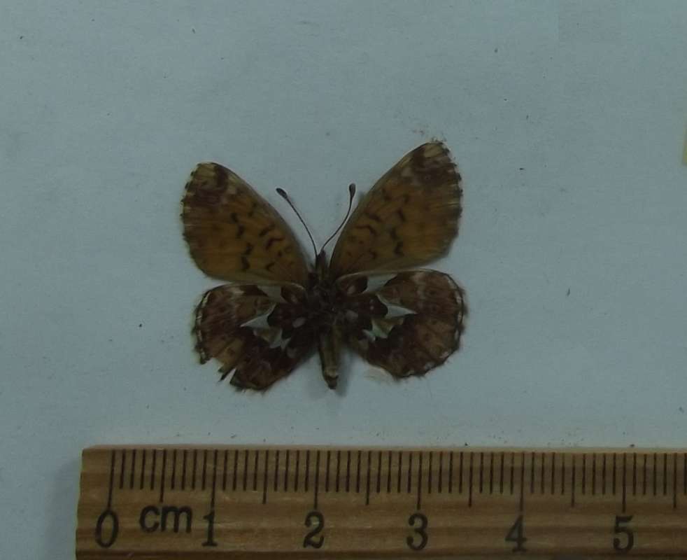 Male - Ventral View<br>(Origin of the Specimen: Chandler, Alaska, July 4, 1979)