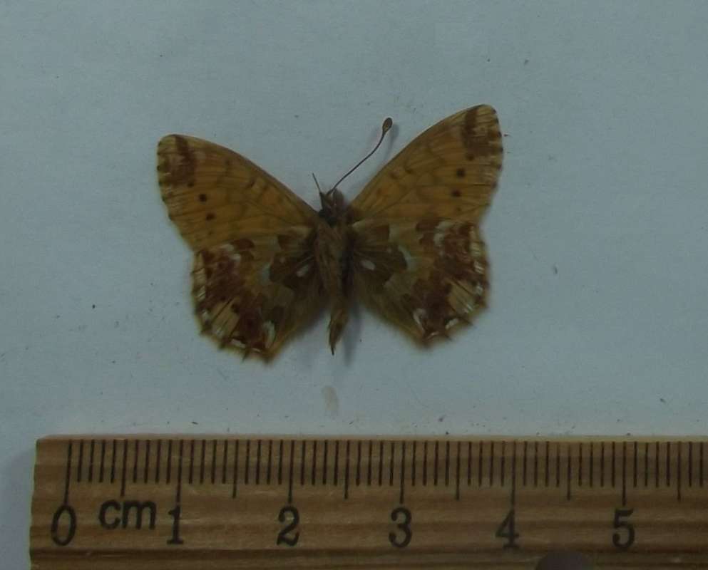 Male - Ventral View<br>(Origin of the Specimen: Chandler, Alaska, July 1979)