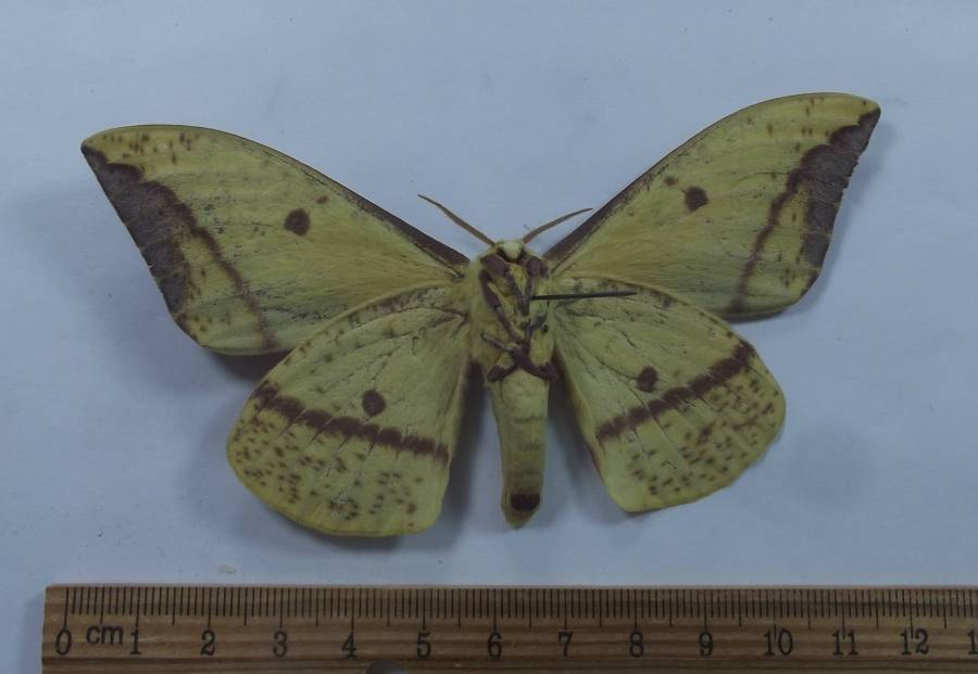 Male - Ventral View<br>(Origin of the Specimen: Patagonia, 7000 feet, Aug 2014)