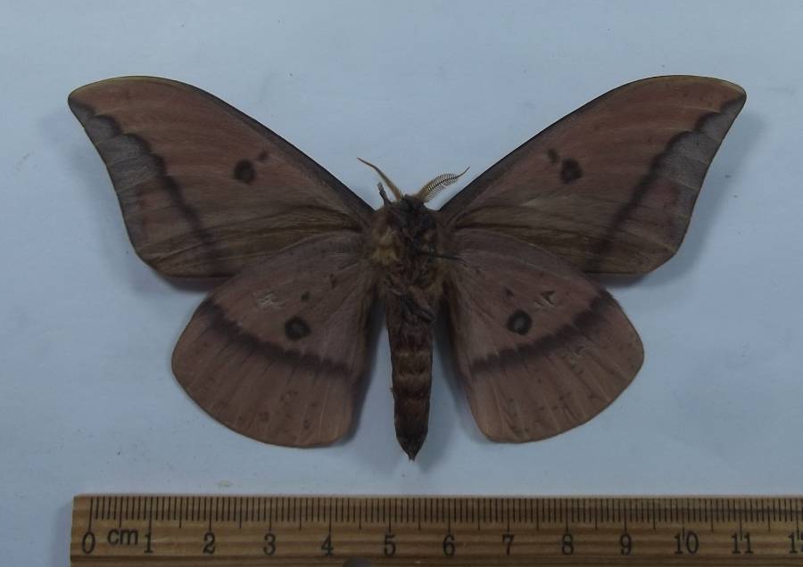 Orange Male - Ventral<br>(Origin of the Specimen: Patagonia, Arizona, Aug. 2014)