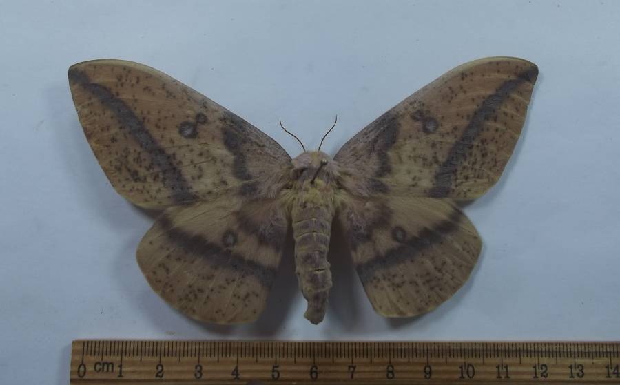 Darl Female - Dorsal View<br>(Origin of the Specimen: Patagonia, Arizona, Aug. 2014)