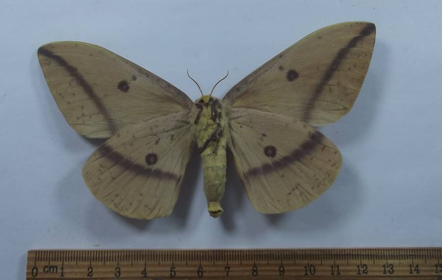Dark Female - Ventral View<br>(Origin of the Specimen: Patagonia, Arizona, Aug. 2014)