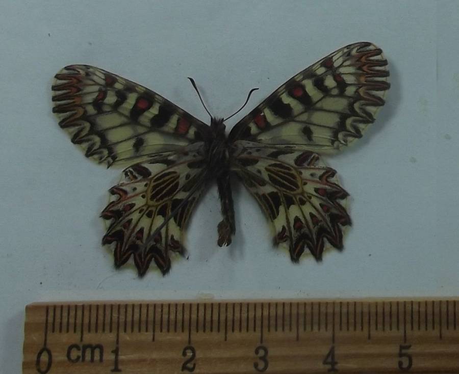 Male - Ventral View<br>(Origin of the Specimen: Albania, April 1998)