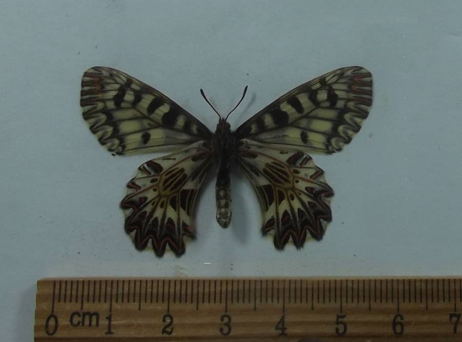 Female - Ventral View<br>(Origin of the Specimen: Albania, April 1998)