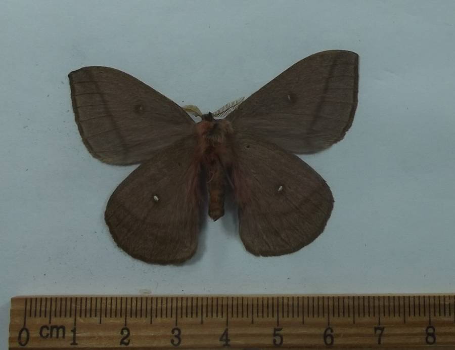 Male - Ventral View<br>(Origin of the Specimen: Golfeto, Costa Rica, April 1999)