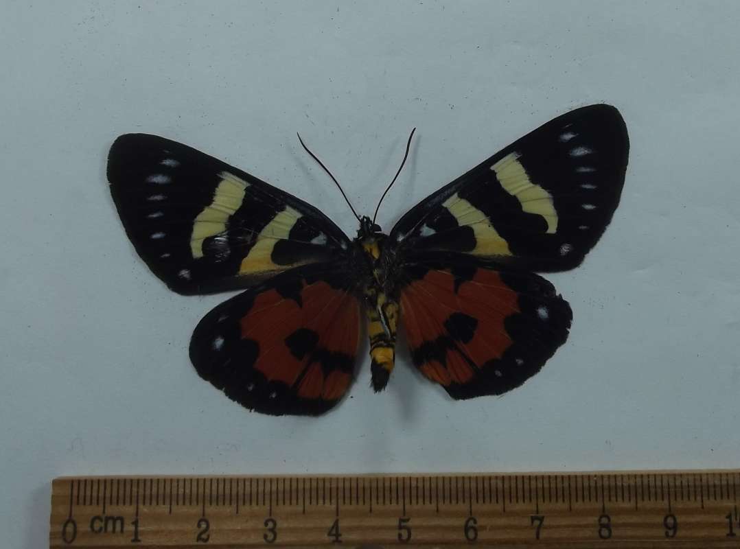 Male - Ventral View<br>(Origin of the Specimen: Satipo, Peru, May 2000)