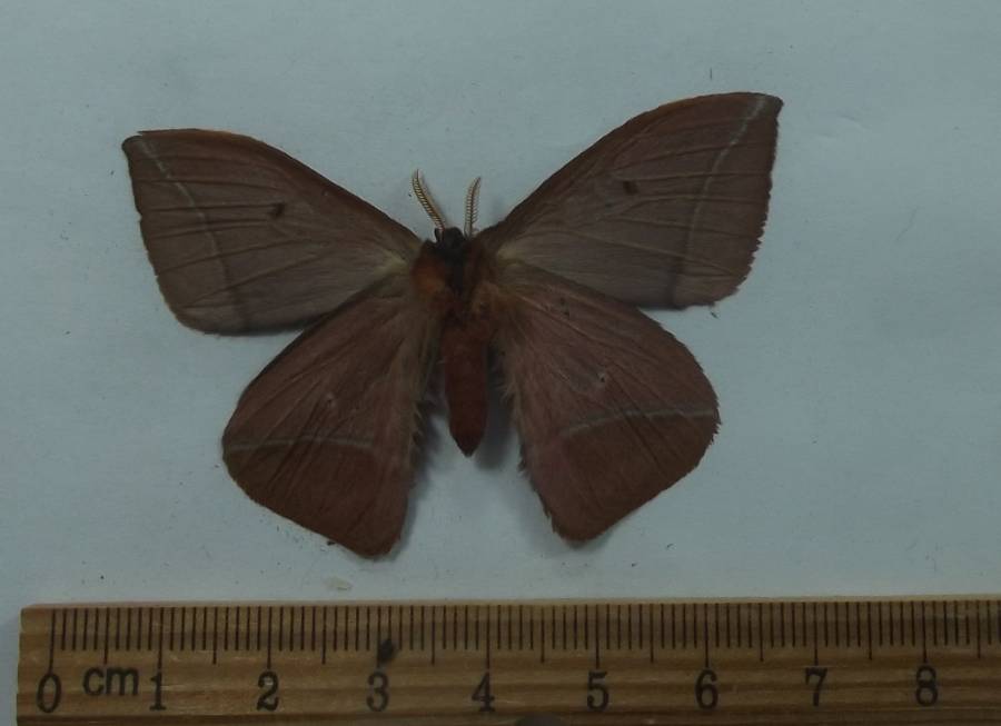Male - Ventral View<br>(Origin of the Specimen: Oaxaca, Mexico, Nov. 2011)