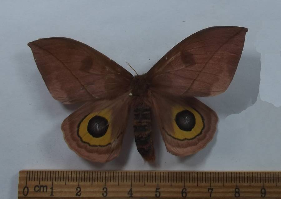 Female - Corsal View<br>(Origin of the Specimen: Ecuador, Nov. 2003)