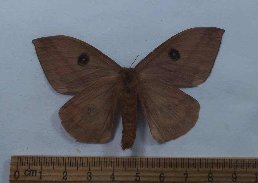 Female - Ventral View<br>(Origin of the Specimen: Ecuador, Nov 2003)