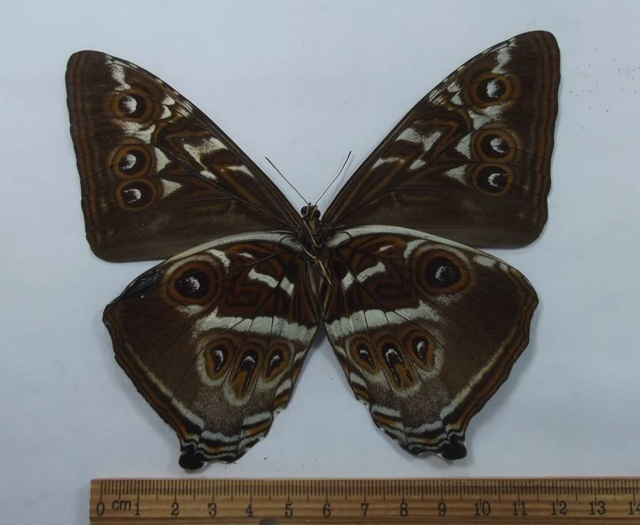 Male - Ventral<br>(Origin of the Specimen: Atalaya, Peru, 700 feet)