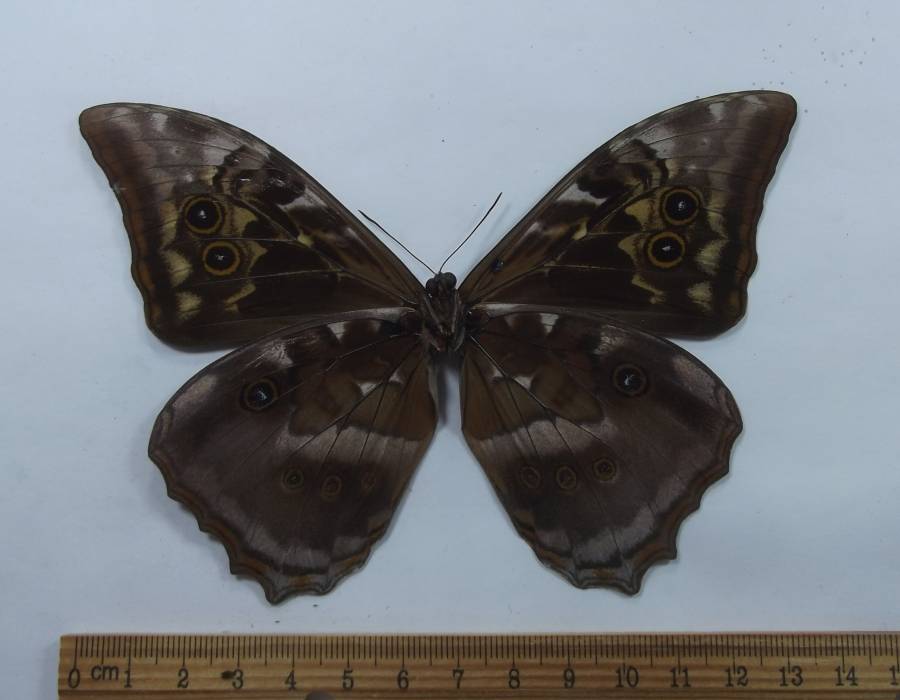 Male - Ventral View<br>(Origin of the Specimen: Cuzco, Peru, Aug 2012)