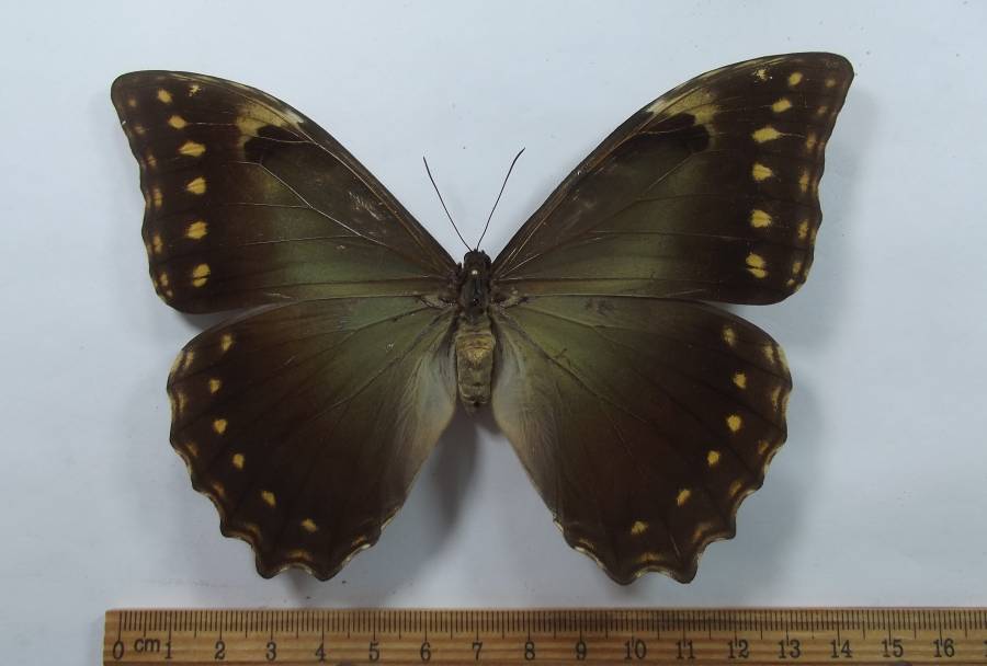 Female - Dorsal View<br>(Origin of the Specimen: Cuzco, Peru, Aug 2012)